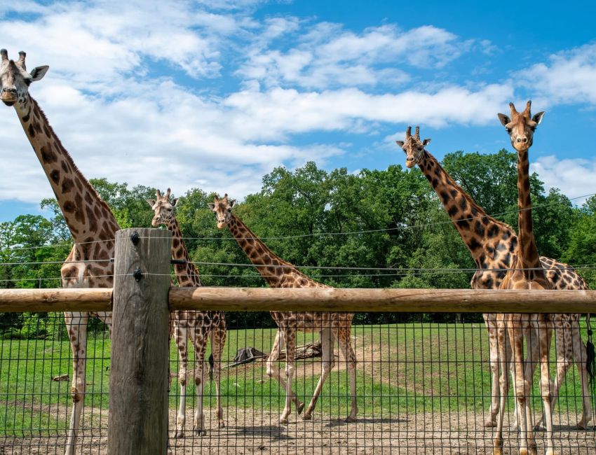 Zoo w Opolu